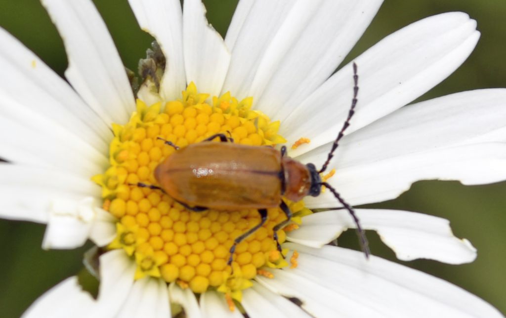 Coleottero da identificare - Exosoma lusitanicum